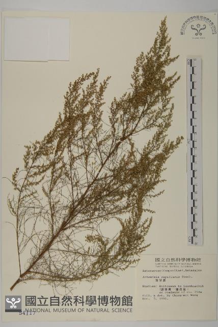 茵蔯蒿藏品圖，第1張