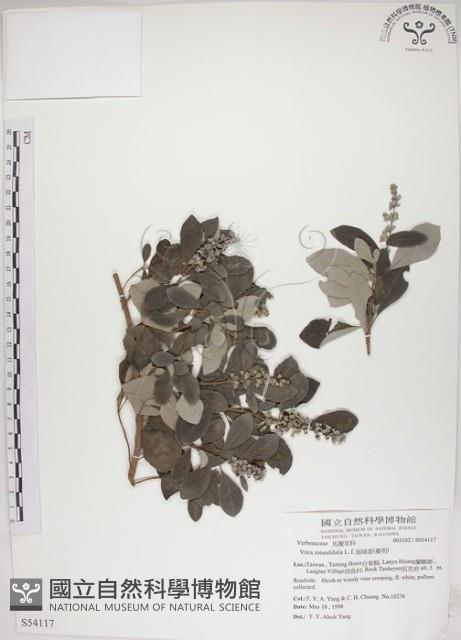 海埔姜藏品圖，第1張