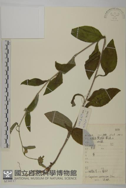 杓兒菜藏品圖，第1張