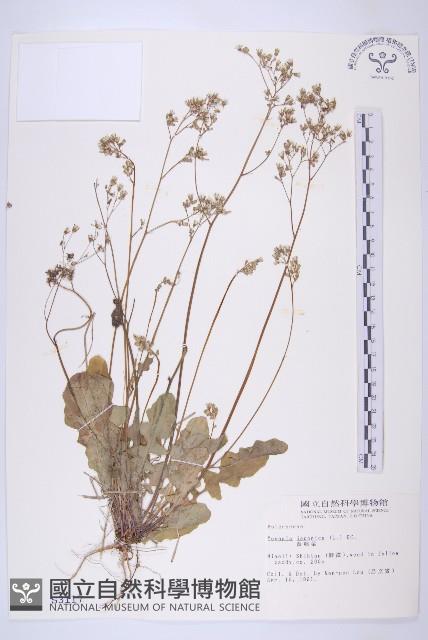 黃鵪菜藏品圖，第1張