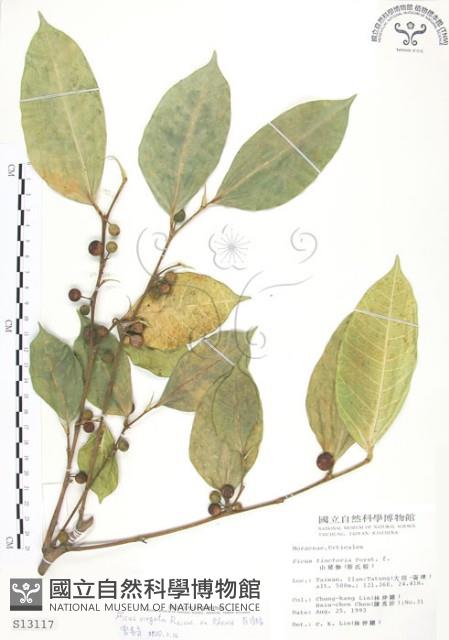 白肉榕、島榕藏品圖，第1張