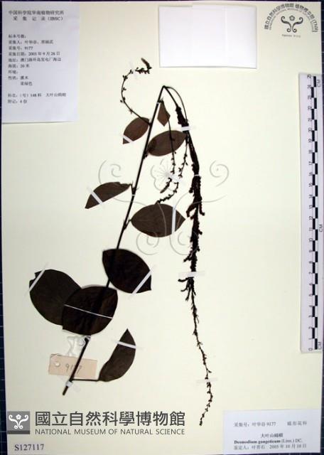 大葉山螞蝗藏品圖，第1張