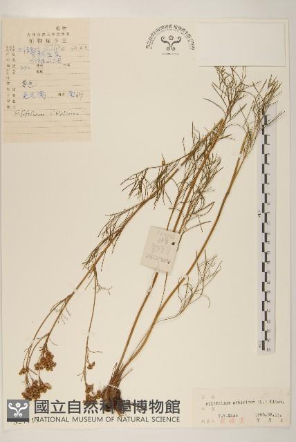 線葉菊藏品圖，第1張