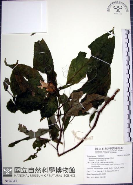 角桐草、台灣半蒴苣苔藏品圖，第1張