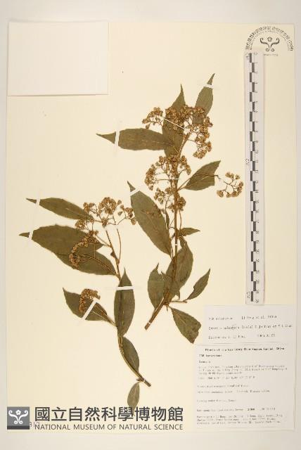 腺毛尾藥菊藏品圖，第1張