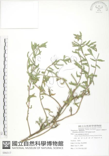裂葉月見草藏品圖，第1張