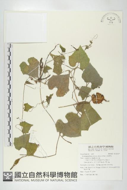 裸瓣瓜藏品圖，第1張