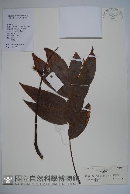 鐘萼木藏品圖，第1張