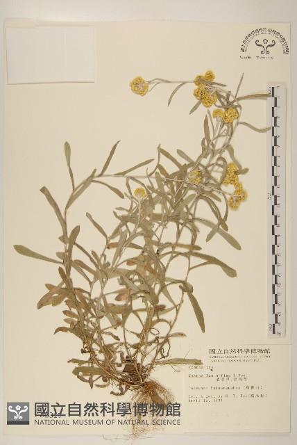 鼠麴草藏品圖，第1張