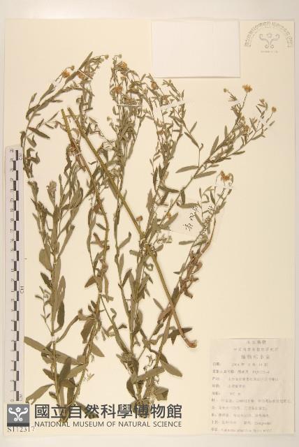 全葉馬蘭藏品圖，第1張