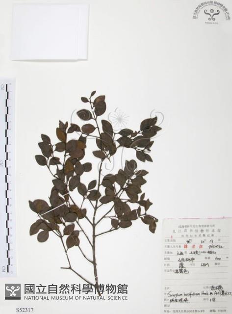 小葉赤楠藏品圖，第1張