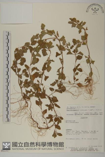 刺苞果藏品圖，第1張