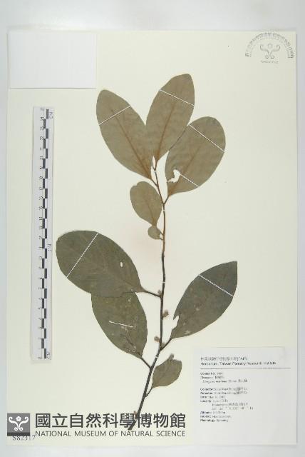 黃心柿藏品圖，第1張