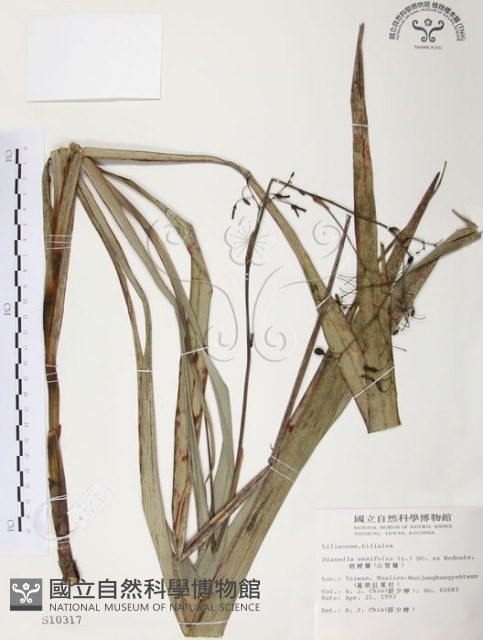 桔梗蘭藏品圖，第1張