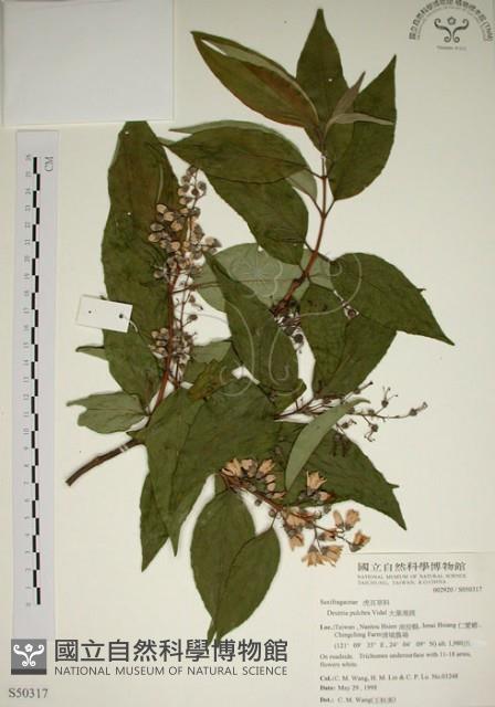 大葉溲疏藏品圖，第1張