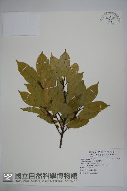 臺灣糊樗藏品圖，第1張