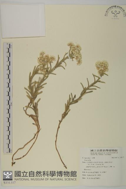 登錄號:S131317藏品圖，第1張