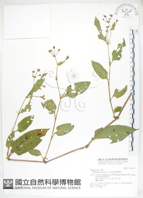 火炭母草、清飯藤藏品圖，第1張