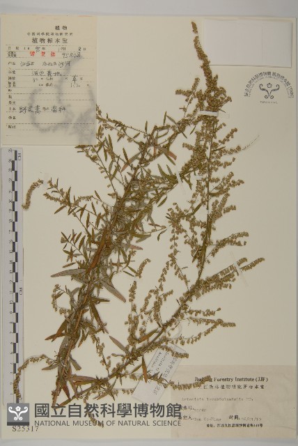 野艾蒿藏品圖，第1張