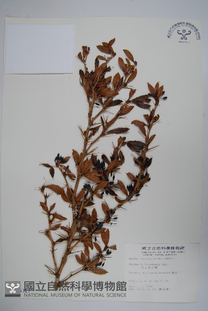 臺灣小蘗藏品圖，第1張