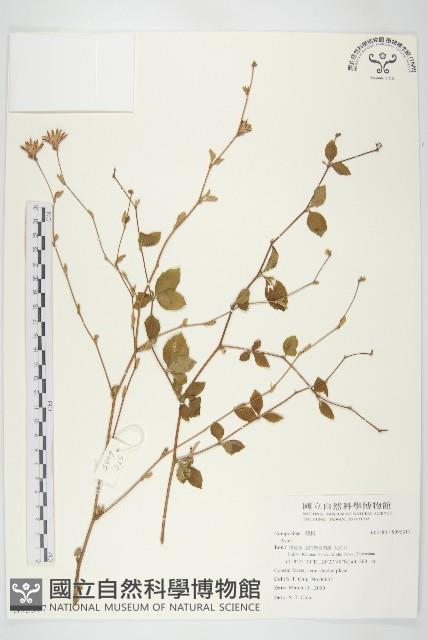 腺葉帚菊藏品圖，第1張