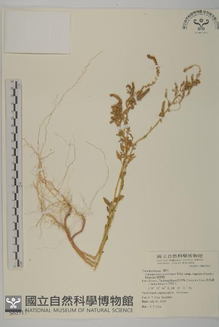 變葉藜藏品圖，第1張