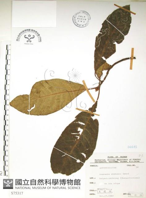 水冬瓜藏品圖，第1張