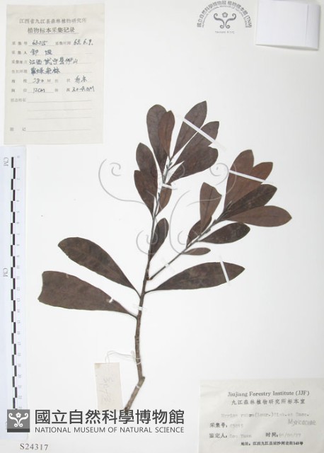 楊梅藏品圖，第1張