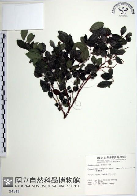 水雞油藏品圖，第1張