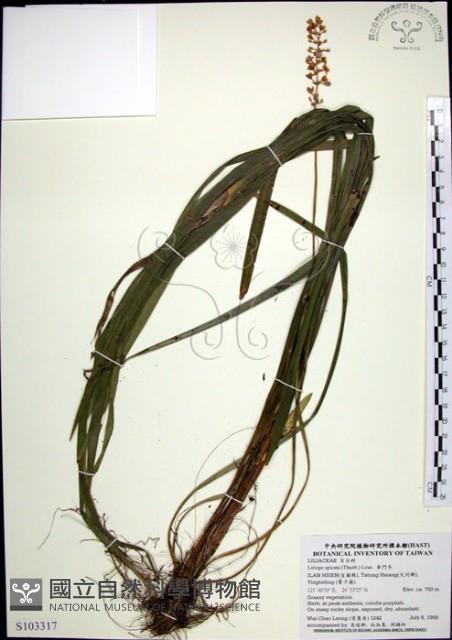 麥門冬藏品圖，第1張