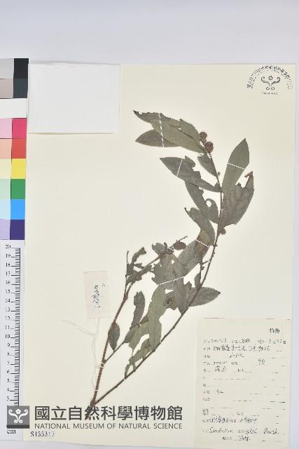 白背算盤子藏品圖，第1張