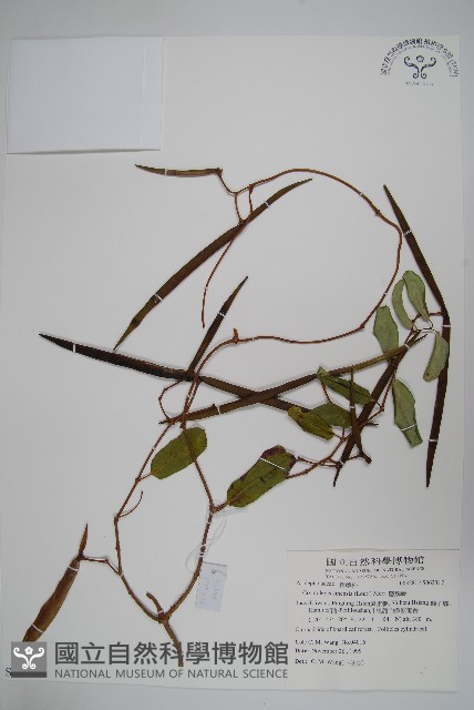 隱鱗藤藏品圖，第1張