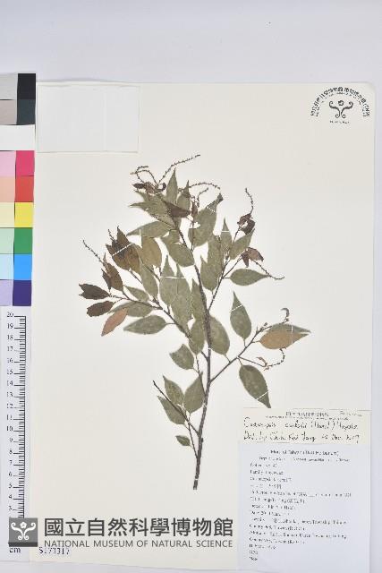 長尾栲、長尾柯、長尾尖葉櫧藏品圖，第1張