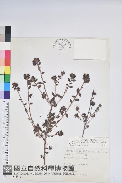 細葉杜鵑、南湖杜鵑、志佳陽杜鵑藏品圖，第1張