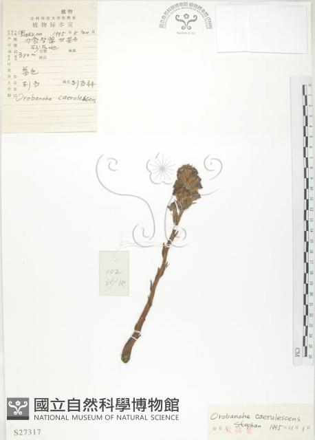 列當藏品圖，第1張