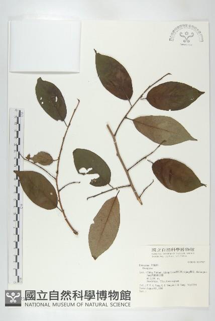 登錄號:S037317藏品圖，第1張