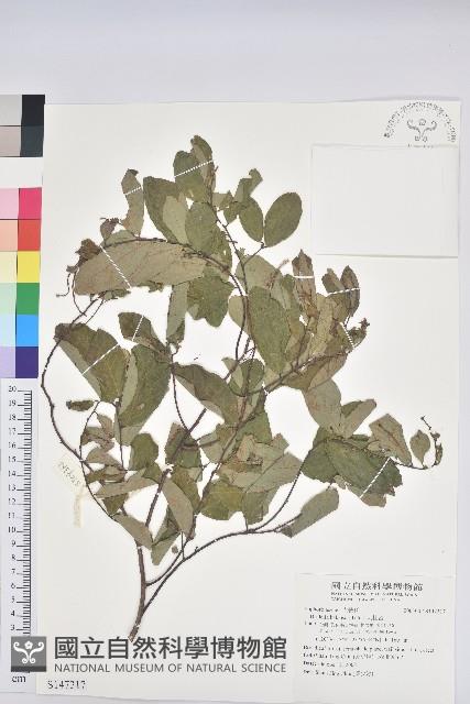 刺杜密藏品圖，第1張