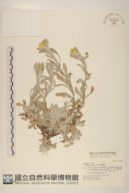 鼠麴草藏品圖，第1張