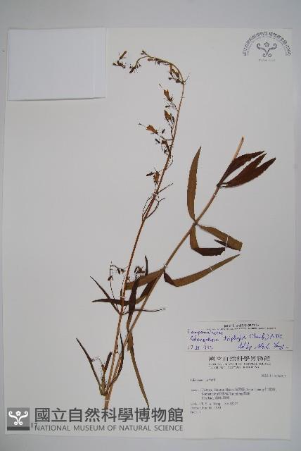 輪葉沙參藏品圖，第1張