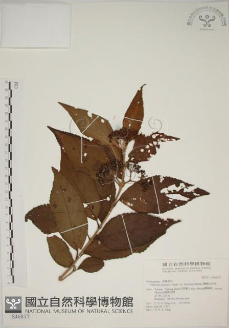 朝鮮紫珠、蘭嶼女兒茶藏品圖，第1張