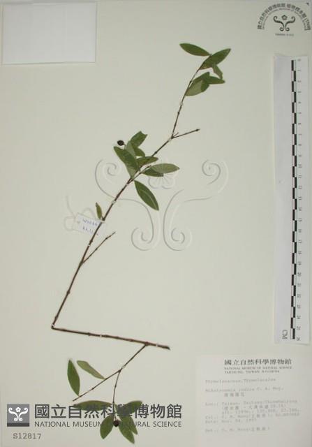 披針葉蕘花藏品圖，第1張