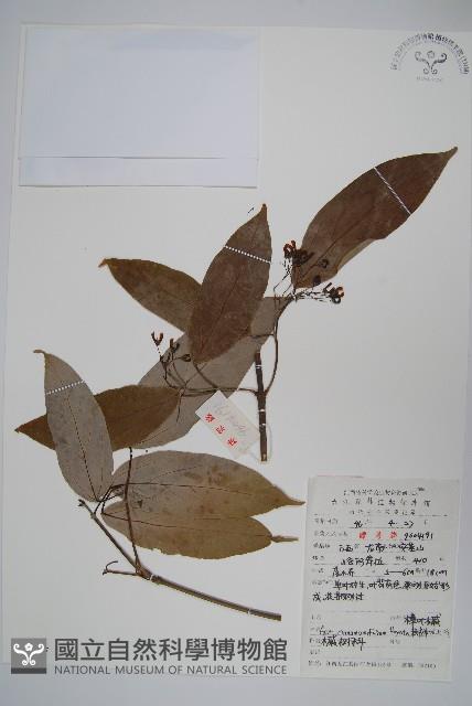 樟葉槭藏品圖，第1張