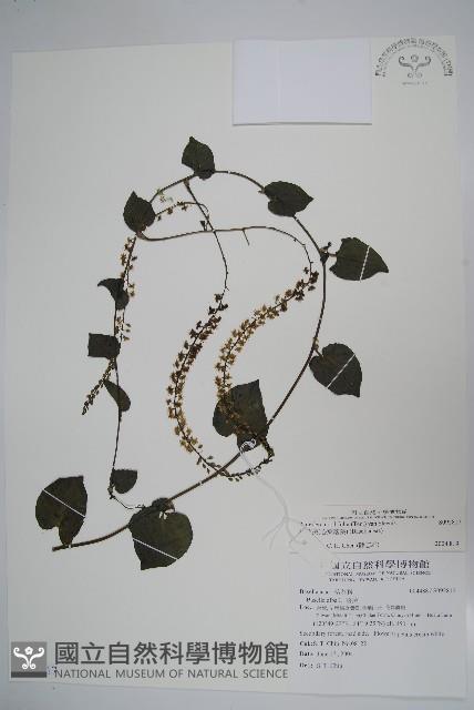 洋落葵、心葉落葵藏品圖，第1張
