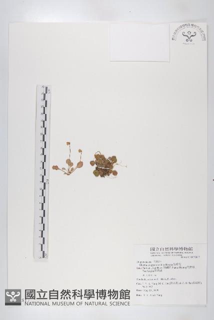 裂緣花藏品圖，第1張