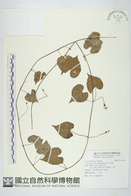 野牽牛藏品圖，第1張