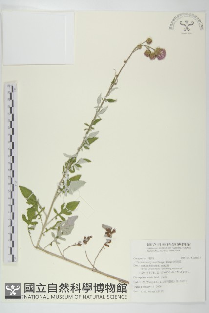 泥胡菜藏品圖，第1張