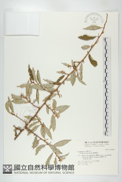 藤胡頹子藏品圖，第1張