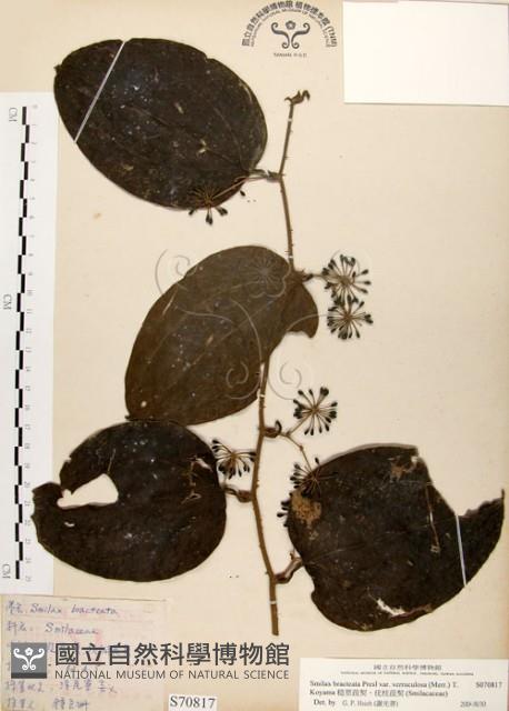 糙莖菝契、疣枝菝契藏品圖，第1張