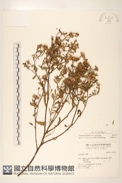 光梗闊苞菊藏品圖，第1張