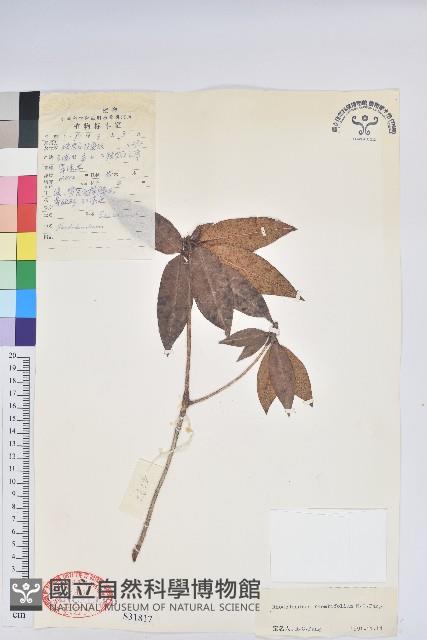 Accession Number:S031817 Collection Image